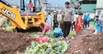 धरानमा विषादियुक्त फुलकोपी नष्ट गरियो
